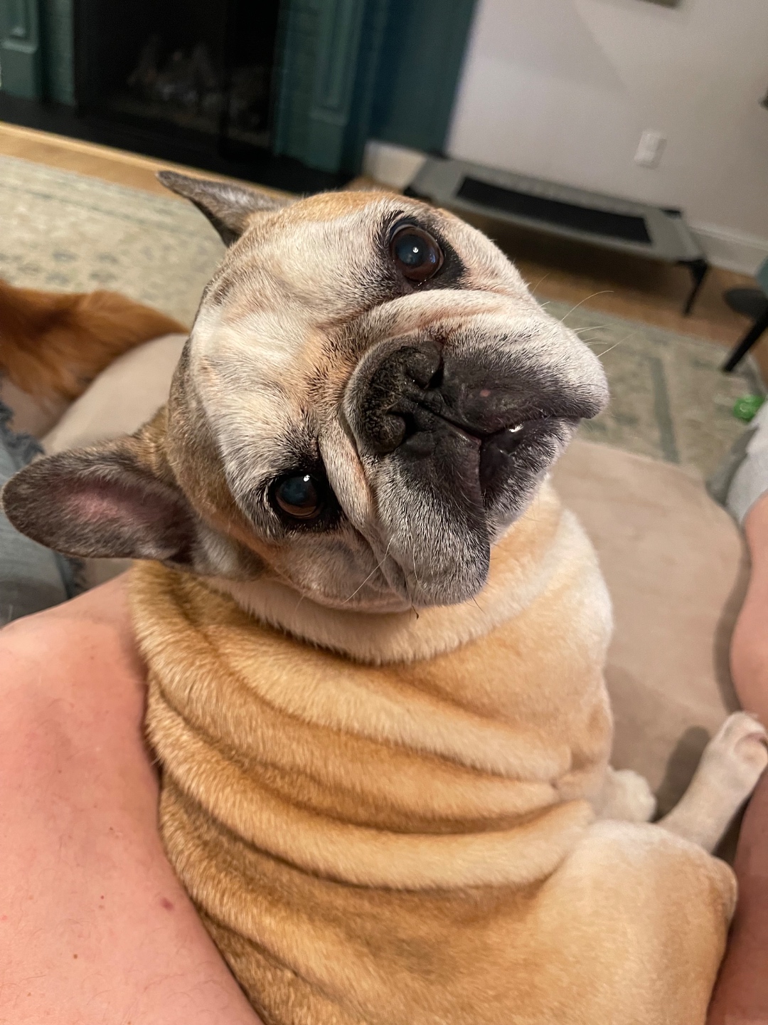 Boo Radley, an eleven-year-old French Bulldog, looking back over his shoulder from Lane's lap.