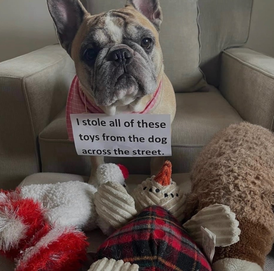 Boo Radley, a French Bulldog, sitting on a couch surrounded by stolen toys with a sign that reads 'I stole all of these toys from the dog across the street'